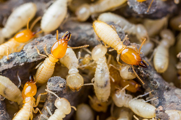 termite control bangalore