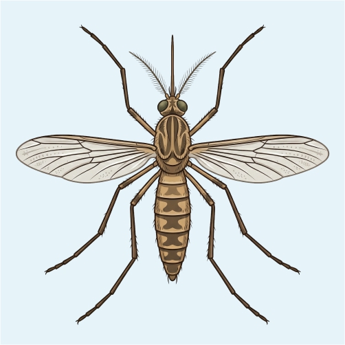 Mosquito Control