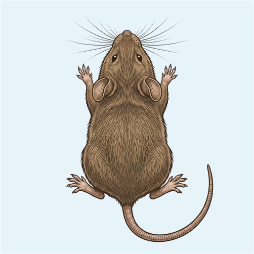 Rodent Control