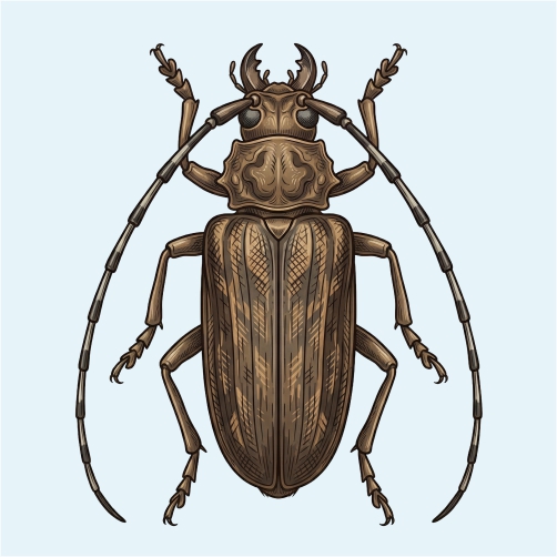 Wood Borer Treatment