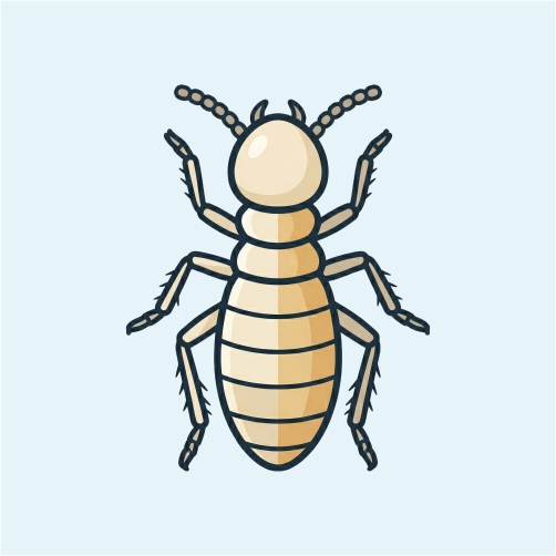 Termite Treatment